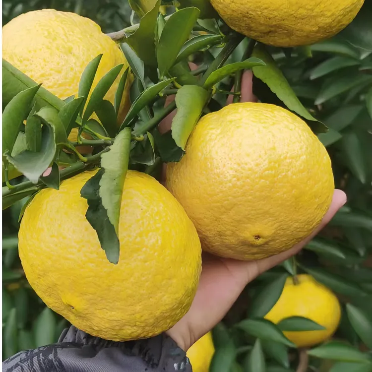 树界精品果树苗黄金贡柚营养杯苗优质嫁接苗适合盆栽地栽庭院种植