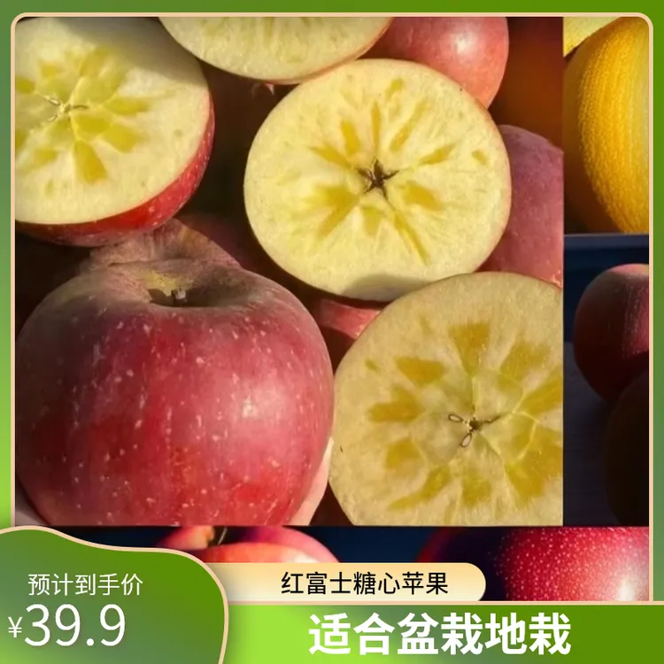 树界【红富士糖心苹果，红露早熟苹果】适合盆栽地栽庭院种植嫁接苗