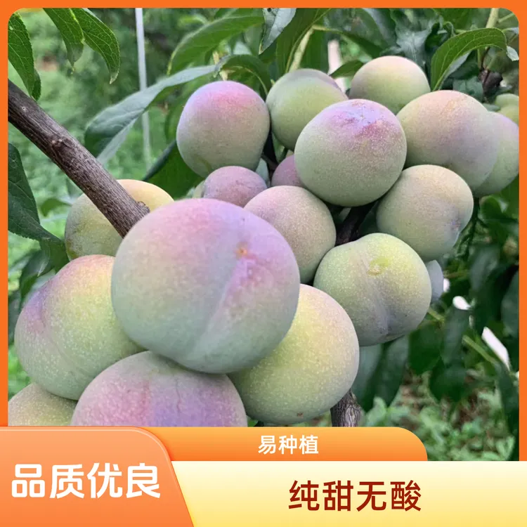 树界(半边红李苗)纯甜无酸成活率高原杯原土发货品质优良易种植