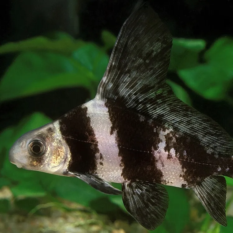 A四川一帆风顺   每条5g左右    渔场直发