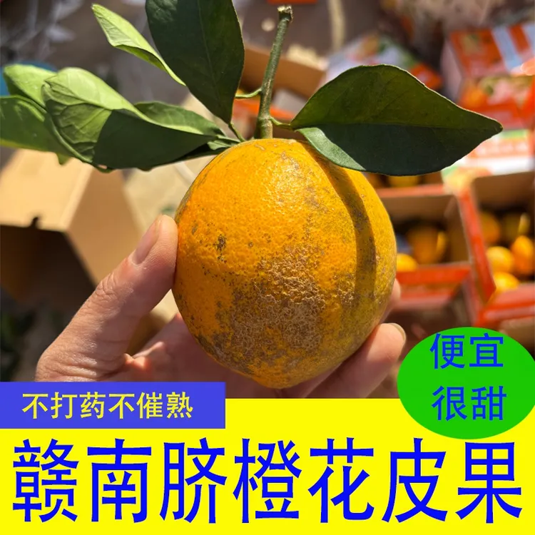 赣南脐橙不好看次果丑果5斤包邮