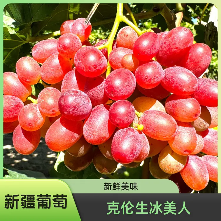 新疆正宗克伦生无籽红提葡萄5斤新鲜水果包邮
