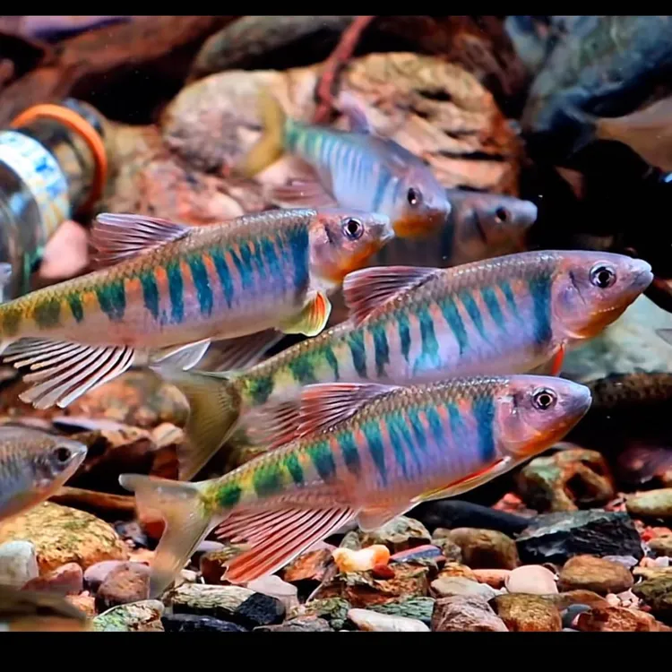可群游 原生鱼长鳍鱲 桃花鱼冷水鱼溪流鱼 原生鱼 不加温懒人养鱼