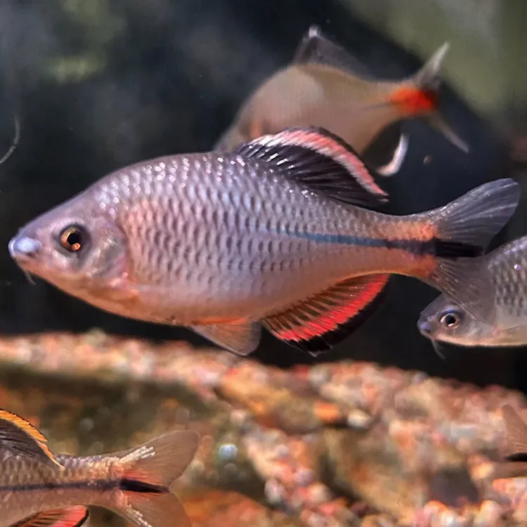 泉齐鳑鲏鱼冷水观赏鱼小型淡水鱼好养不需加温鳑鲏活体