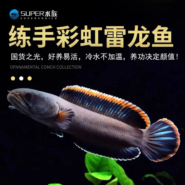 热带鱼观赏鱼彩虹雷龙鱼活体七彩蓝帆南鳢雷龙淡水凶猛鱼耐养包邮