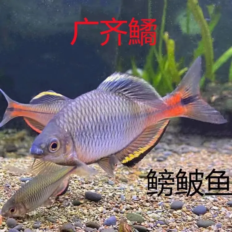广齐鳑鲏观赏鱼广东齐氏鱊小型鳑鲏小型原生冷水鱼溪流鱼旁皮活物