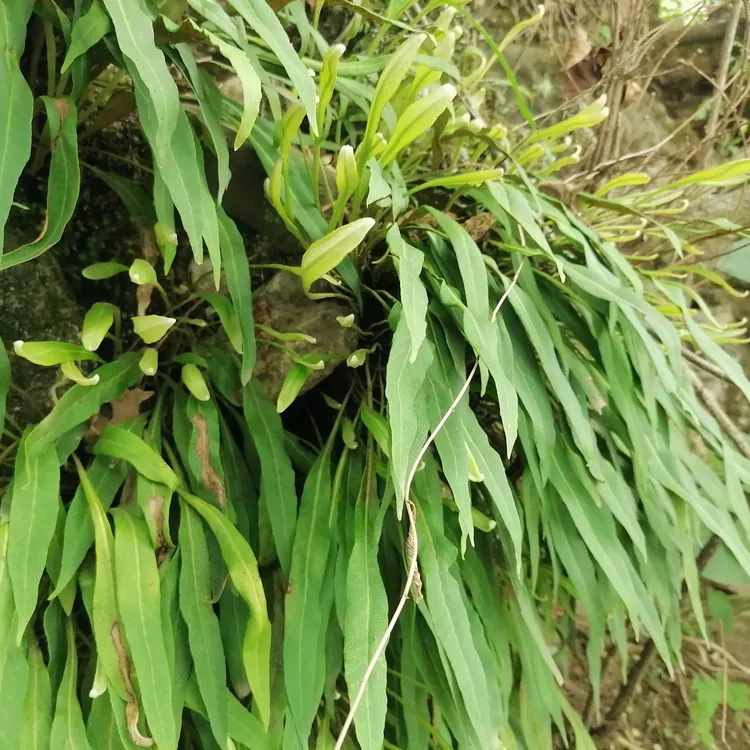 深山小绿草50克拍一发二