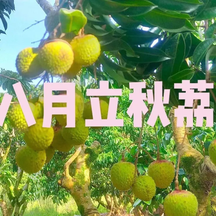 （顺丰包邮）新品马贵八月荔枝嫁接苗晚熟品种中秋带土带叶盆栽地栽