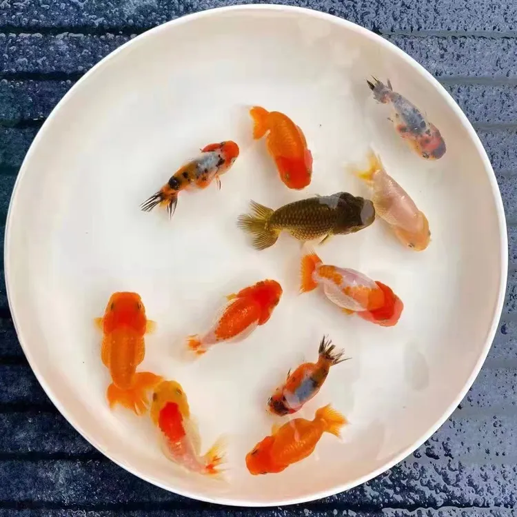 精品兰寿观赏鱼按斤链接