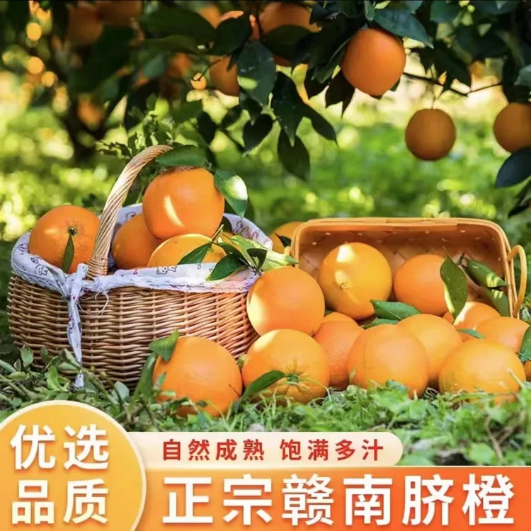 （新鲜现摘）正宗赣南脐橙新鲜水果江西特产香甜浓郁橙子产地发货