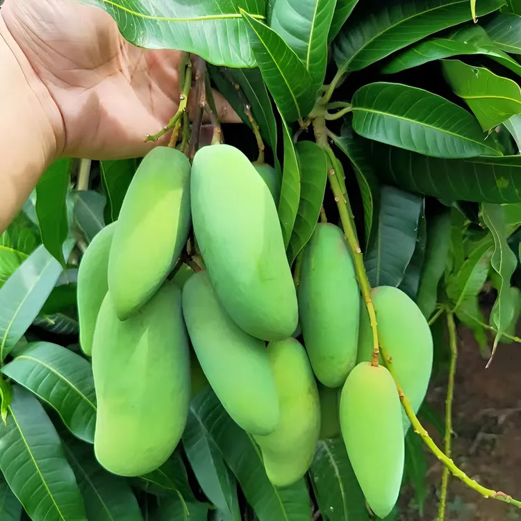 【顺丰包邮】酸脆生芒果当季象牙芒孕妇水果新鲜海南酸嘢现摘酸芒果