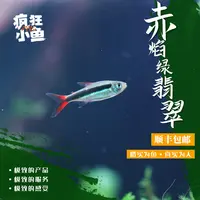 【疯狂小鱼】赤焰绿翡翠鱼