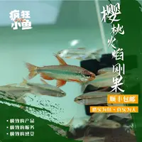 【疯狂小鱼】樱桃火焰刚果鱼