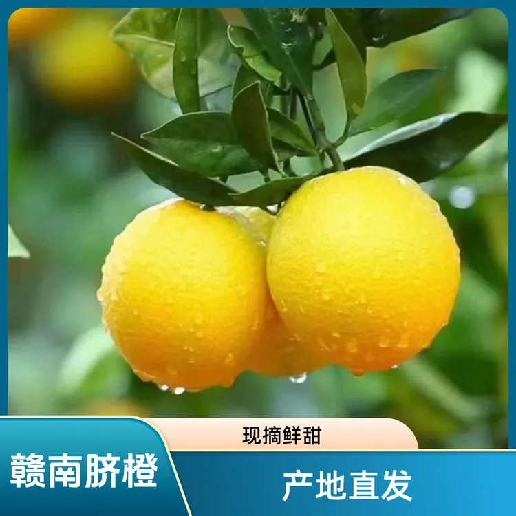 【臻选精品】正宗赣南脐橙香甜多汁皮薄现摘现发应季水果坏果包赔