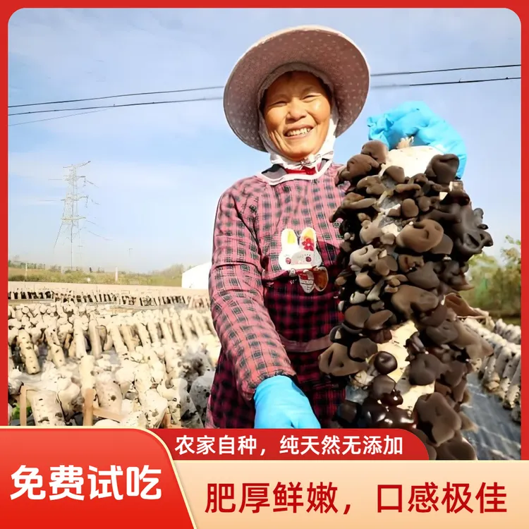 免费试吃2025年头茬黑木耳干货肉厚干净无沙好吃不腻无熏硫竹荪