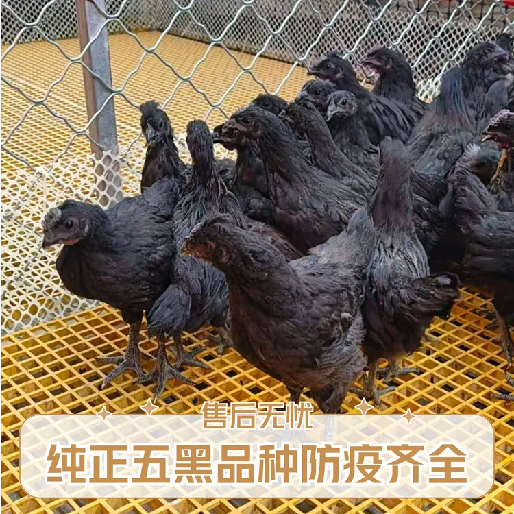 纯种五黑高产绿壳蛋鸡二斤以上发货宠物鸡
