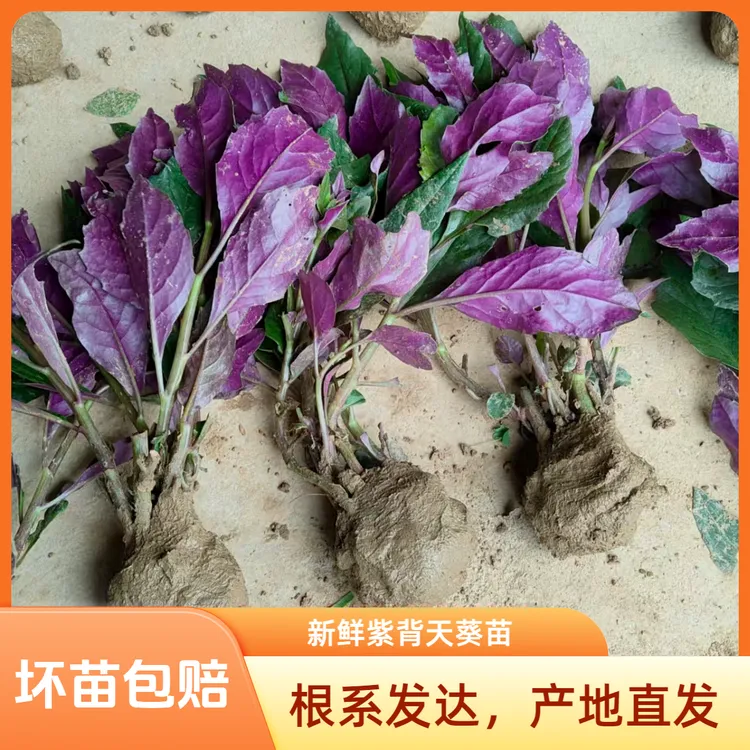 紫背菜紫背天葵红背菜血皮菜观音菜种苗四季可种适合阳台小院营养