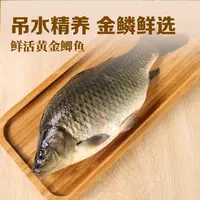 【吊水鱼】鲜活吊水鲫鱼 300-400g