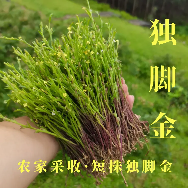 正宗【独脚金】精品50g10g广东农村采自然干非广西独脚金草干货水果