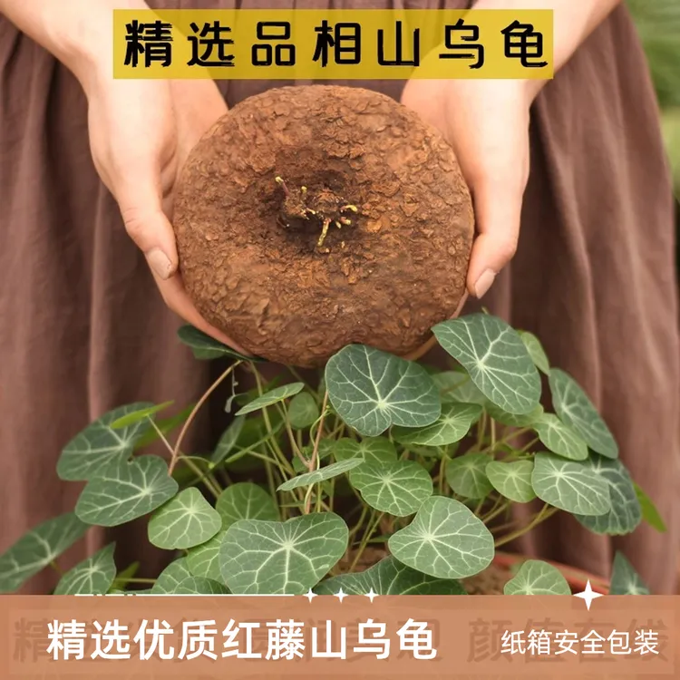 精选红藤山乌龟室内盆栽云南多肉块根植物金不换盆景圆叶庭院爬藤