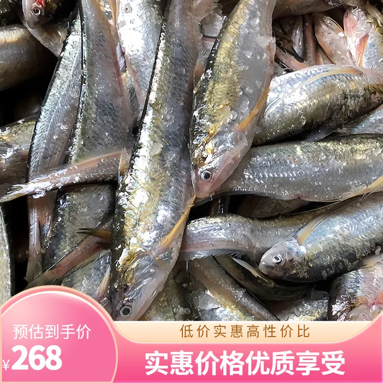 【正品】海刀鱼 6条/斤
