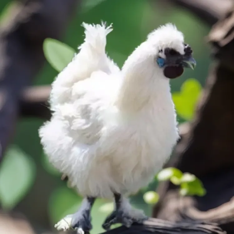 [福建发货]正宗散养农家乌鸡喂五谷杂粮玉米毛拔干净发货