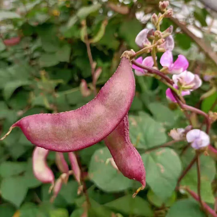 海门本地露天红扁豆新鲜紫扁豆农家自种现摘现发新鲜时令蔬菜