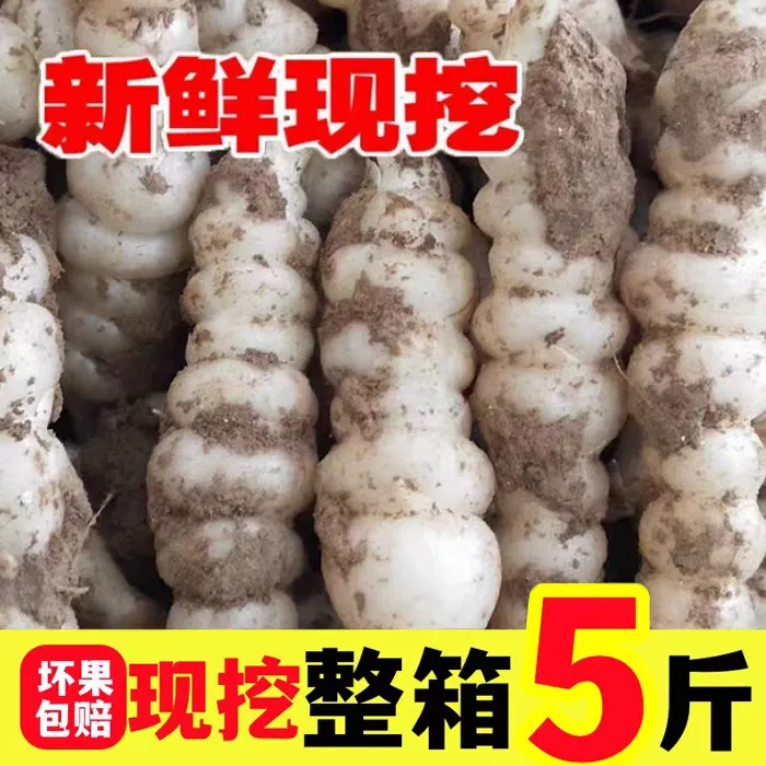 新鲜地溜子螺丝菜地环野得乐宝塔菜脆嫩泡菜地牯牛可腌可泡可种植