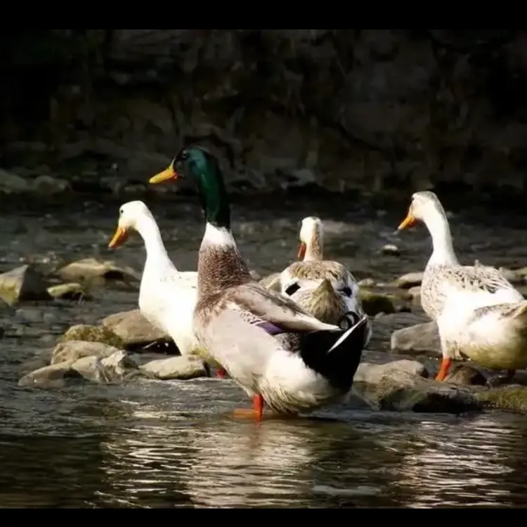 【顺丰冷链包邮】广西农家山塘水库散养土鸭 4斤多-5斤五谷杂粮喂养