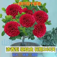 正宗浓香型十里香飘香四季开花耐寒花卉绿植盆栽好养耐活花卉盆栽