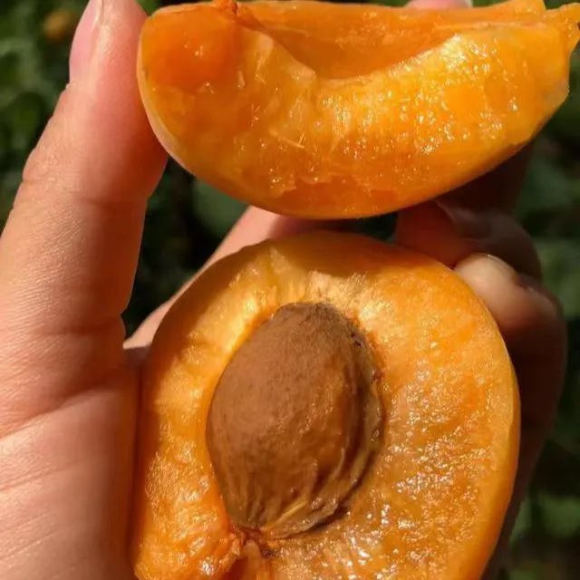 庭院（新品帝王莕}幸福树绿植杏树盆栽冬季发货链接