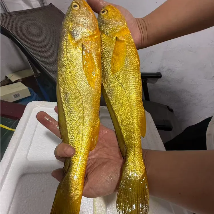 浙江东海纯细鳞大黄鱼大小规格可选深夜捕捞清蒸冰鲜发货顺丰包邮