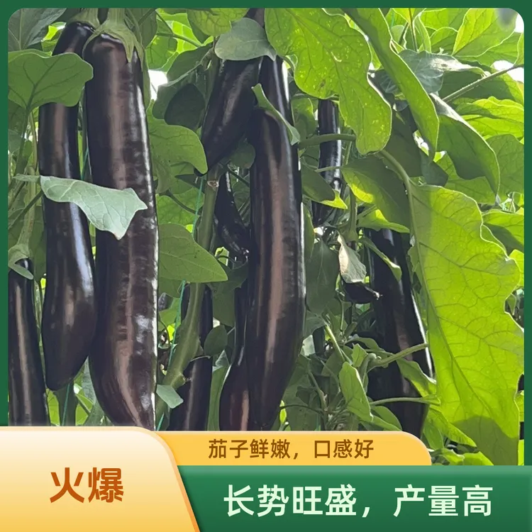 【达龙农场】现摘现发茄子新鲜细腻多汁健康营养不打农药自然生长