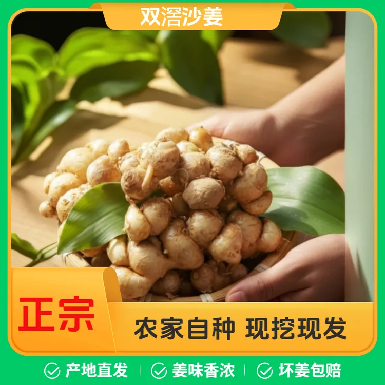 正宗广东阳春双滘沙姜新鲜现挖山奈香气浓郁白切鸡厨房必备调味品