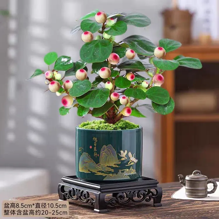 特级老桩盼菩提树超多果中式招财禅意盆栽办公室植物桌面绿植