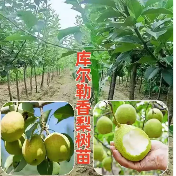 嫁接梨树苗库尔勒香梨树苗香梨果树苗庭院栽植结果南北方均可种植