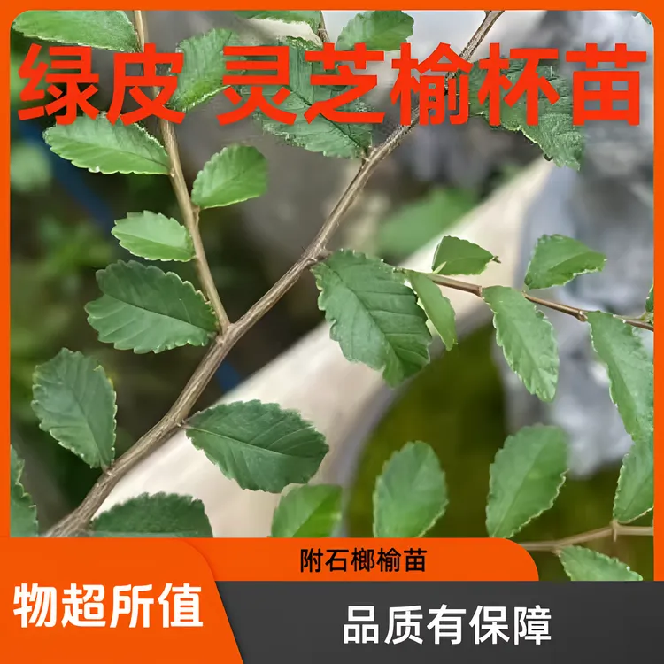 附石专用灵芝榔榆杯苗正宗小叶榔榆苗小叶榔榆苗发货热卖实物