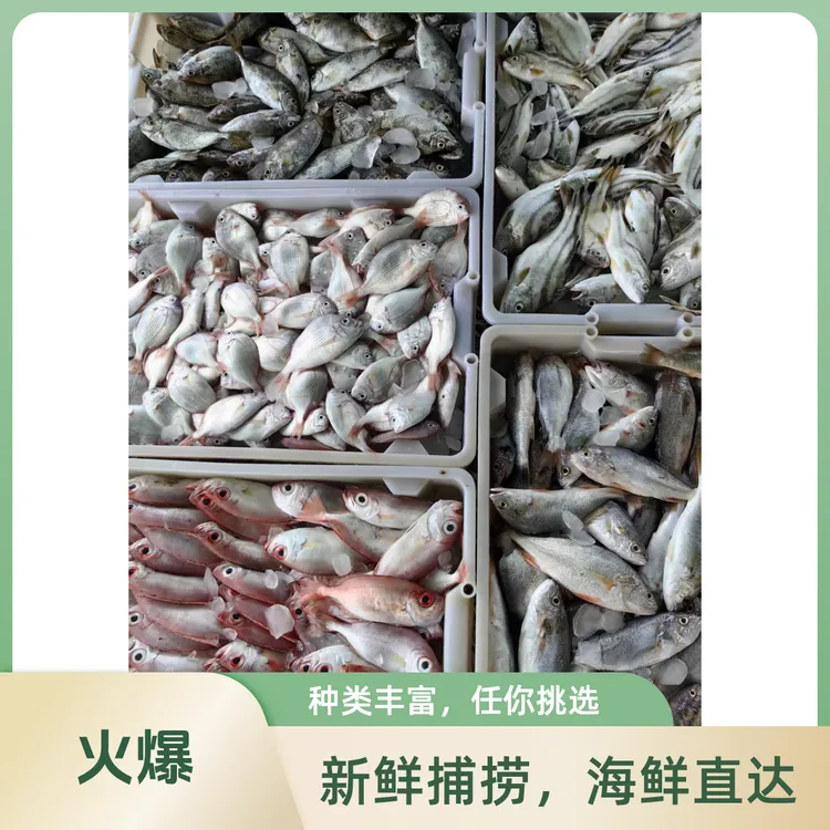 湛江本港野生杂鱼混合链接2