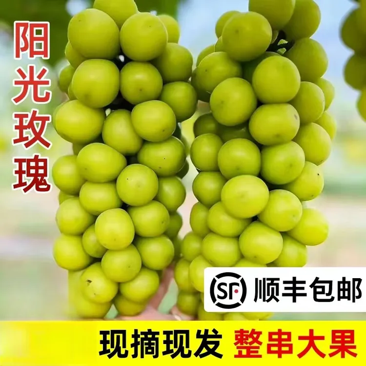 苏北本地正宗阳光玫瑰无籽香葡萄新鲜批发水果整箱当季香印青提