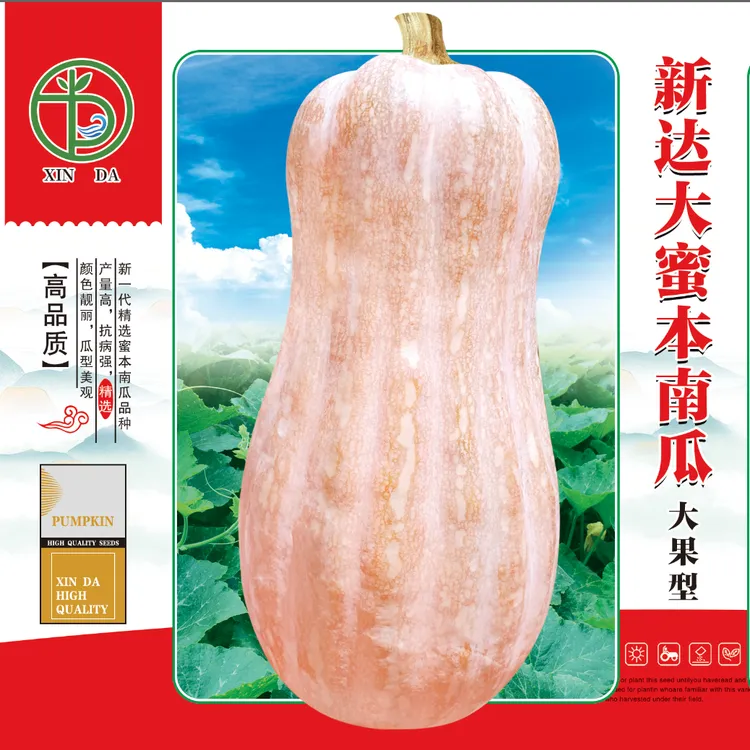 大果型蜜本南瓜种子新达大果蜜本高产优质肉厚面粉味甜耐存皮紫红
