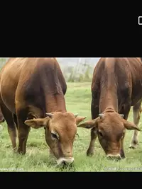 中秋佳节~牛肉礼盒