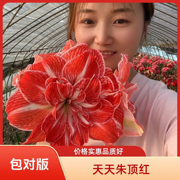 包对版（阳光少女)荷兰进口朱顶红进口种球