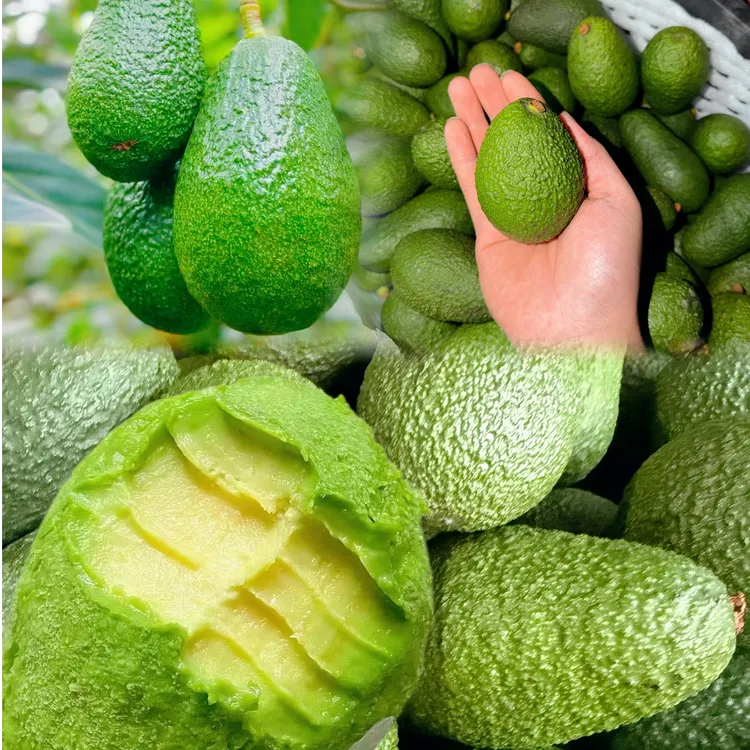 2025年云南哈斯牛油果坏果包赔新鲜鳄梨当季水果宝宝辅食中通包邮