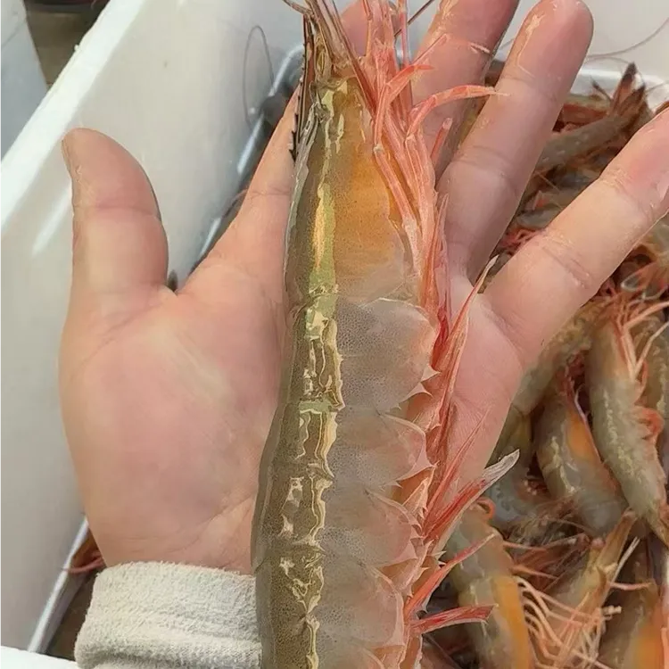 新鲜红爪带籽对虾肉质Q弹深海捕捞京东冷链配送