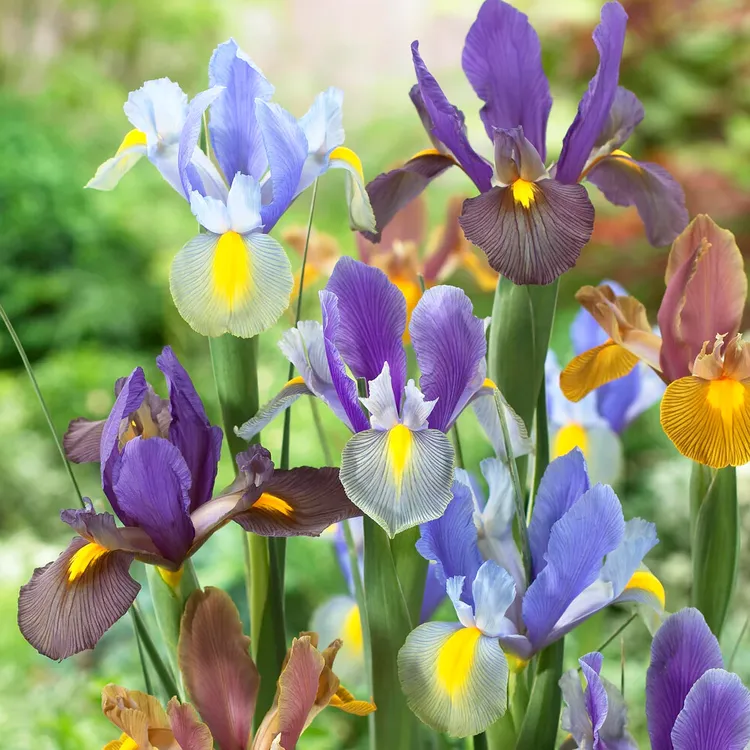荷兰网脉鸢尾花世界种球进口盆地栽耐旱耐寒花园庭院阳台别墅