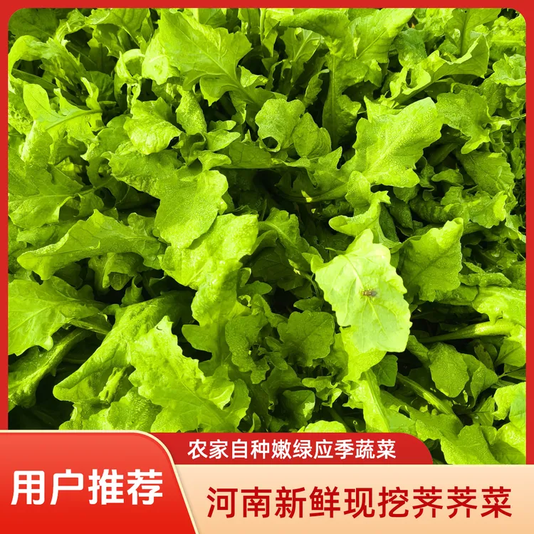 自冉香河南新鲜现挖荠荠菜焯水速冻应季蔬菜农家自种嫩绿荠荠菜