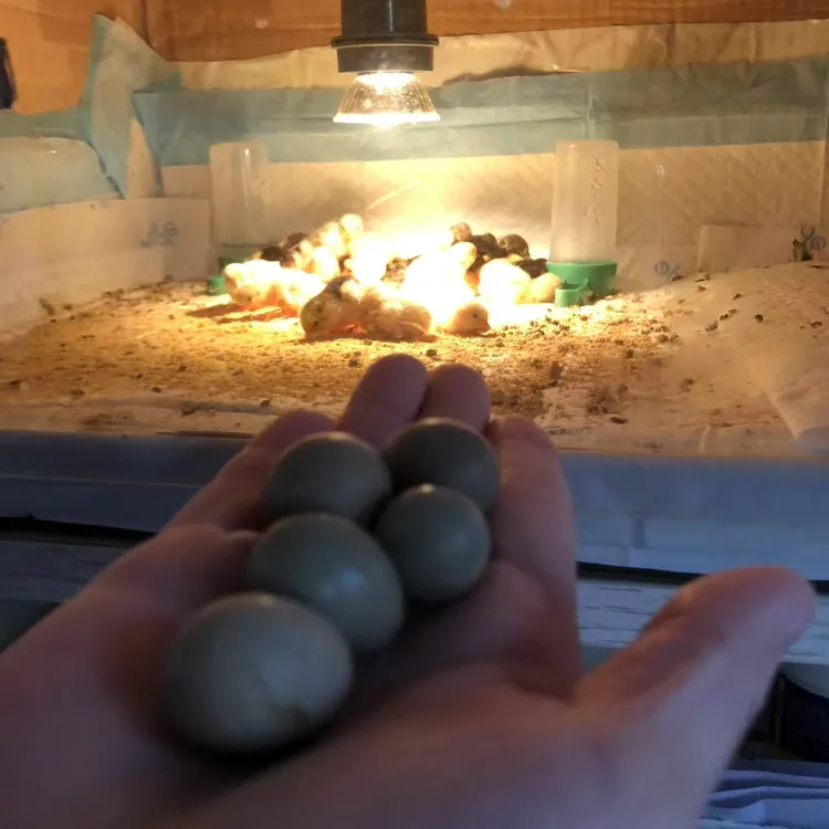 【橙贝乐直播间专属】芦丁鸡蛋也可食用