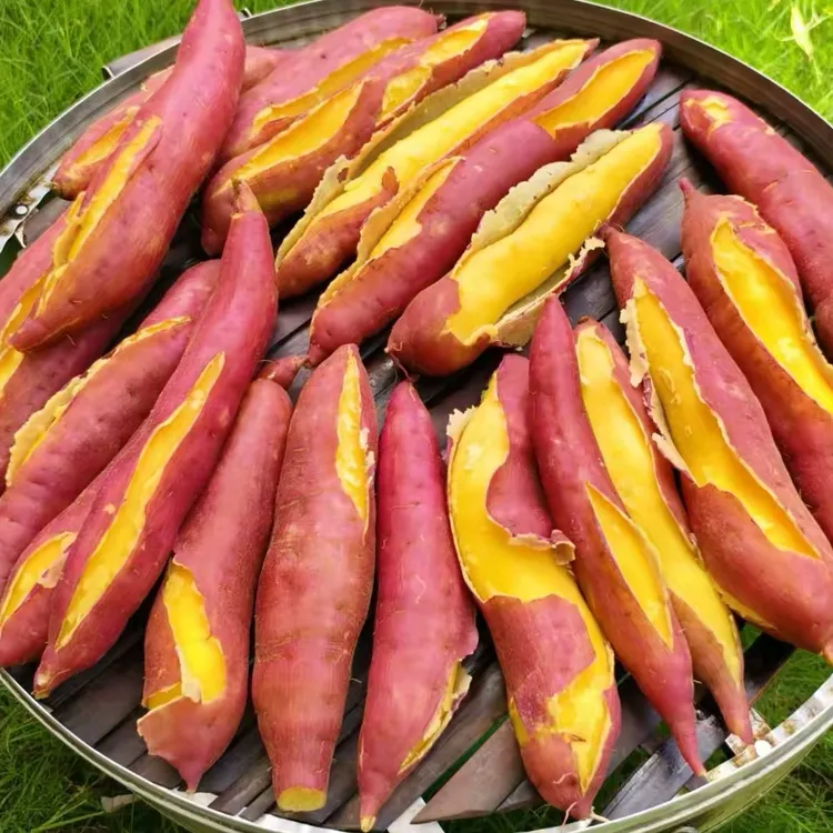 【馒头哥专属】陕西临潼板栗红薯粉糯甘甜干面地瓜新鲜现挖沙地番薯