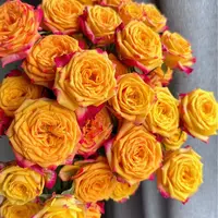 【云舍花卉】【失地之火】多头玫瑰全场任意满两单及以上鲜花包邮发货