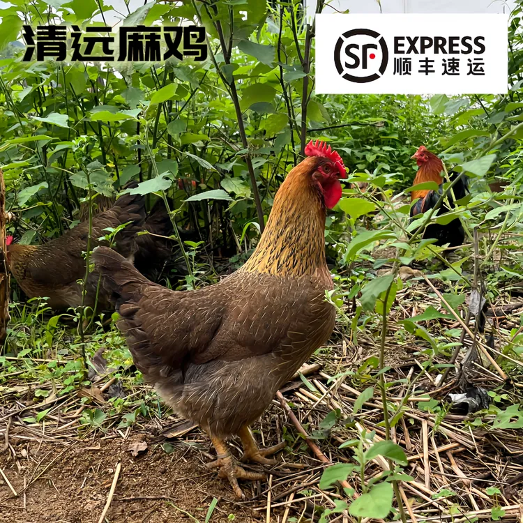 广东清远麻鸡散养220天以上 现宰现发 新鲜美味（煲汤）